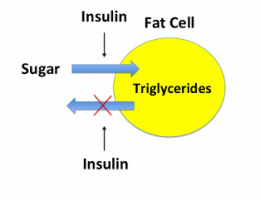 insulin traps fat